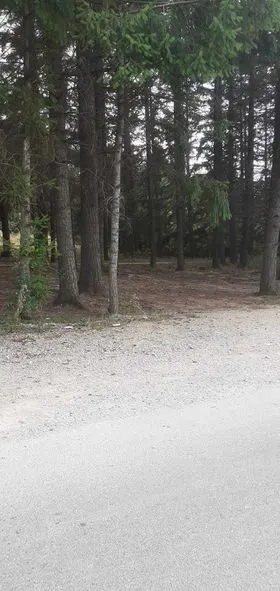 Mirëmbajtja e hapësirës së gjelbërt, mbledhja dhe largimi i mbeturinave në parkun "Te Pishat" në fshatin Rahovicë. E Diele  13/Gusht