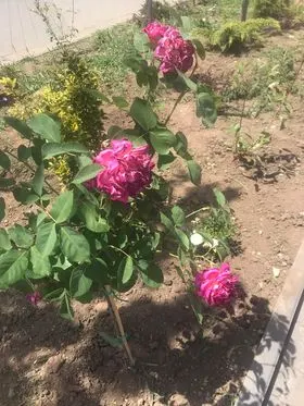 Mihja e tokës dhe ujitja e drunjëve dekorativ  në sheshin e qytetit. 🍀