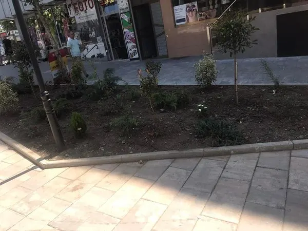 Mihja e tokës ,mirëmbajtja e drunjëve dekorativ dhe hapësirave të gjelbërta në rrugën "Tony Blair" 🌳