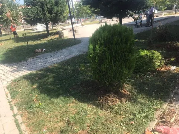 Mbjellja  e pishave 🌳🌳 në parkun e sheshit "Ismail Kadare", kositja, ujitja e barit, largimi i mbeturinave.