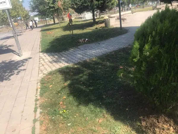 Mbjellja  e pishave 🌳🌳 në parkun e sheshit "Ismail Kadare", kositja, ujitja e barit, largimi i mbeturinave.