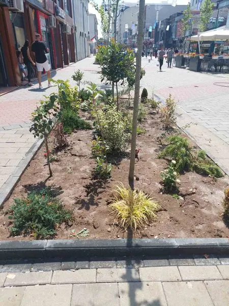 Për mirëmbajtjën dhe ujitjen e drunjëve dekorativë në sheshin "Dëshmorët e Kombit",kujdesën si gjithmonë punëtorët e hapësirave të gjelbërta  të N.P.L "Ambienti"Sh.A. 🍀 🌳 💦