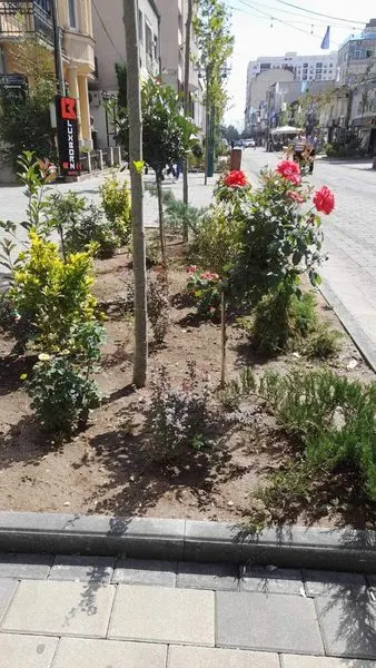🚰💦Ujitja e hapësirave gjelbëruese dhe 🌳Drunjëve Dekorativ në Bulevardin "Dëshmorët e Kombit", dhe tek Sheshi "Tony Blair".