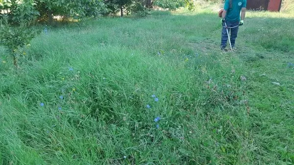 Punonjësit e hapësirave gjelbruese të NPL "Ambienti", gjatë ditës ishin në aksion të kositjes së barit dhe pastrimit të oborrit nga mbeturinat e ndryshme tek Qendra për Aftësim Profesional në Ferizaj🧹🏣.