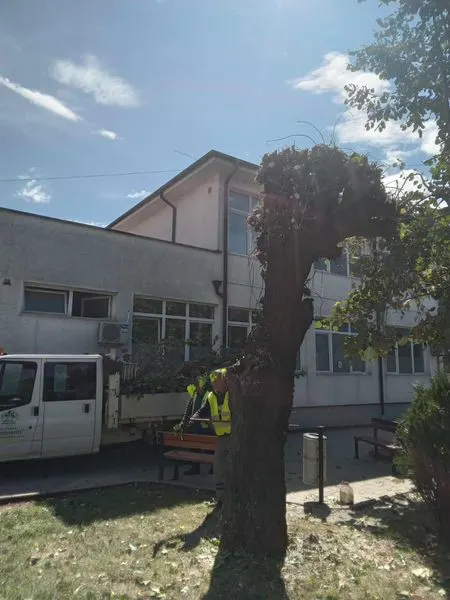 🌿✂️ Ekipi ynë realizoi krasitjen dhe mirëmbajtjen në oborrin e Qendrës Kryesore të Mjekësisë Familjare!