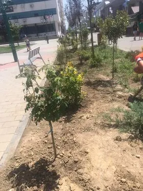 Mihja e tokës dhe ujitja e drunjëve dekorativ  në sheshin e qytetit. 🍀