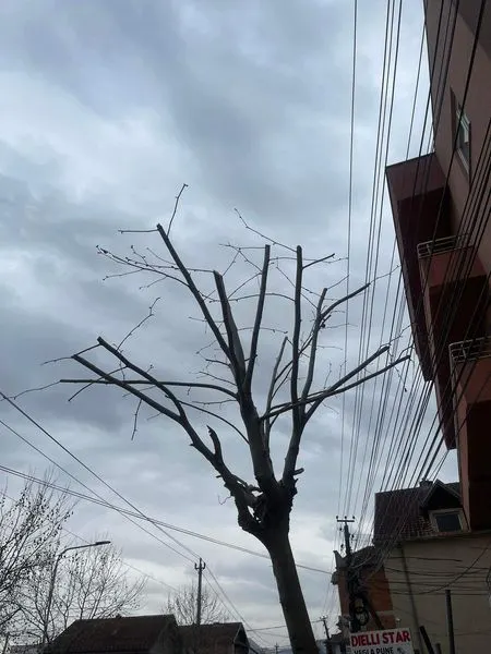 Krasitja e Drunjëve Dekorativ🌳