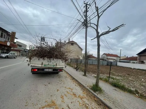 Krasitja e Drunjëve Dekorativ🌳
