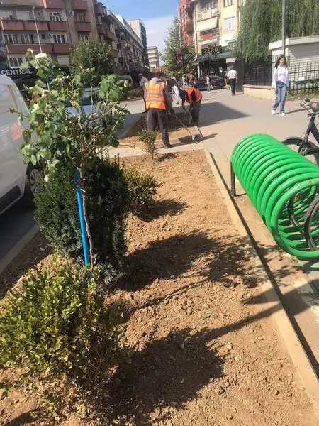 Rrmija e 🌳drunjëve dekorativ, në Sheshin "Dëshmorët e Kombit".