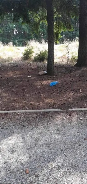 🌲Parku i Pishave në Rahovicë🌲