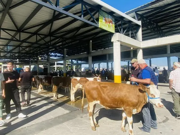 SHITBLERJE NË TREGUN E KAFSHËVE NË FERIZAJ