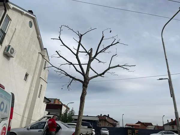 🌴🌳Pamje e bukur e Drunjëve Dekorativ.