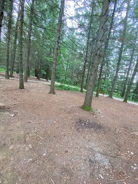 Pastrimi i mbeturinave në parkun e pishave në fsh.Rahovic. 🌲 E Diel /🍀