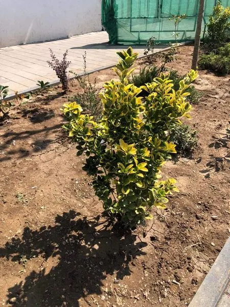 NPL "Ambienti" Ferizaj sot ka bërë mihjën e tokës nëpër miniparqet në qytet, mirëmbajtjen e drunjëve dekorativ, heqjen e barishtave të ndryshme dhe ujitjen e tyre në sheshin "Adem Jashari", dhe në sheshin "Tony Blair".