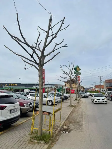 🌴🌳Pamje e bukur e Drunjëve Dekorativ.