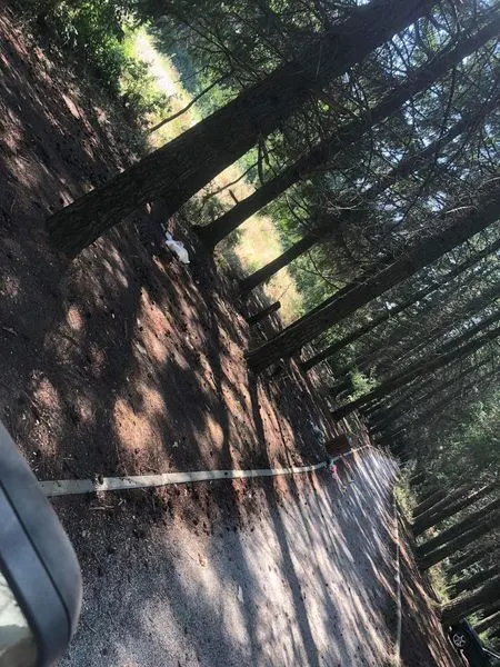 Punonjësit 👷‍♂️ e operativës të NPL "Ambienti" Ferizaj, ishin në mirëmbajtjen tek "Parku i Pishave" në Rahovicë.