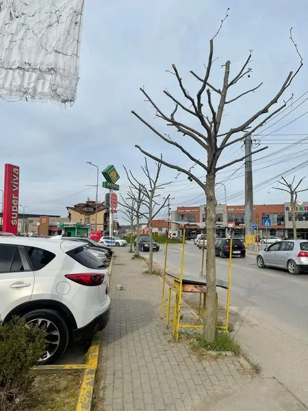 🌴🌳Pamje e bukur e Drunjëve Dekorativ.