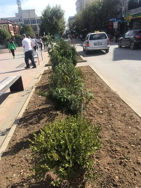 Rrmija e 🌳drunjëve dekorativ, në Sheshin "Dëshmorët e Kombit".