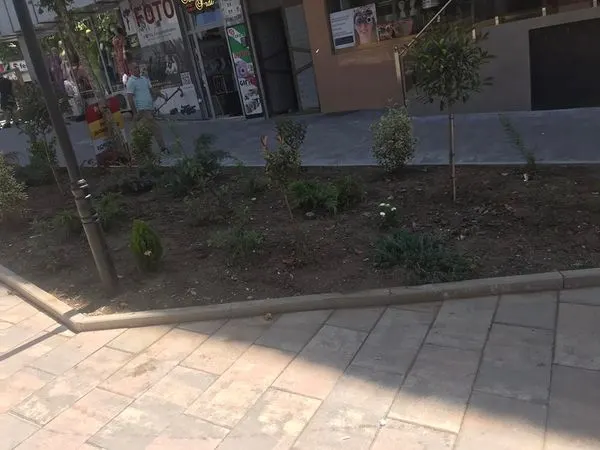 Mihja e tokës ,mirëmbajtja e drunjëve dekorativ dhe hapësirave të gjelbërta në rrugën "Tony Blair" 🌳