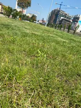 Kositja e barit, mirëmbajtja e hapësirave të gjelbërta mbi nënkalim (prapa Postës), dhe tek Lapidari "Ramadan Rexhepi". 🍀