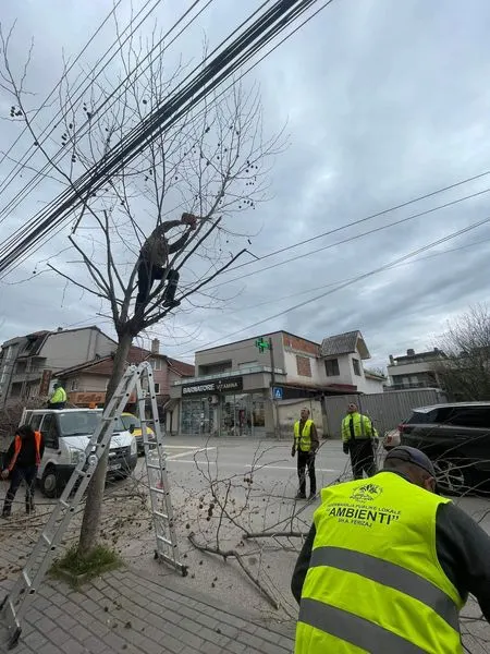 Krasitja e Drunjëve Dekorativ🌳
