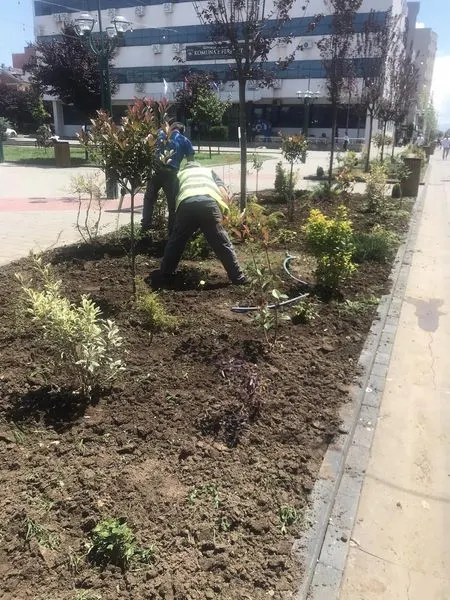 Mihja e drunjëve dekorues në sheshin e qytetit. 🌳