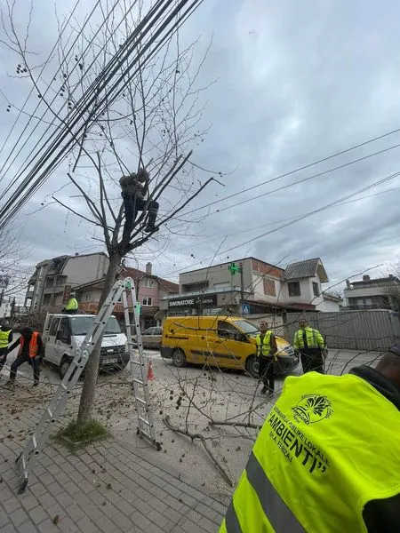 Krasitja e Drunjëve Dekorativ🌳