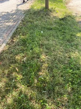 Kositja dhe pastrimi i hapësirës gjelbëruese në rr. "Brahim Ademi". 🍀