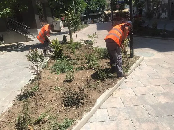 Mihja e tokës ,mirëmbajtja e drunjëve dekorativ dhe hapësirave të gjelbërta në rrugën "Tony Blair" 🌳