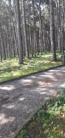 Pastrimi i mbeturinave në hapësirën e gjelbërt tek parku i pishave "Liria". 🍀