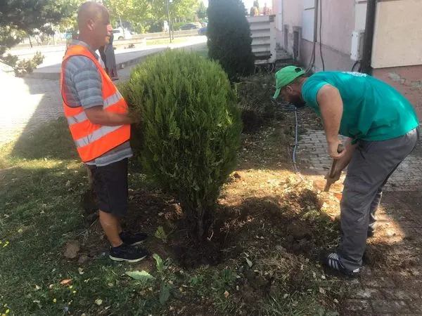 Mbjellja  e pishave 🌳🌳 në parkun e sheshit "Ismail Kadare", kositja, ujitja e barit, largimi i mbeturinave.