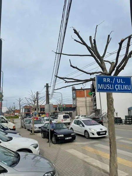 🌴🌳Pamje e bukur e Drunjëve Dekorativ.
